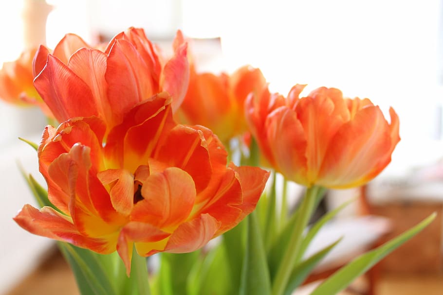 tulips, orange, wilting, flower, flowering plant, beauty in nature HD wallpaper