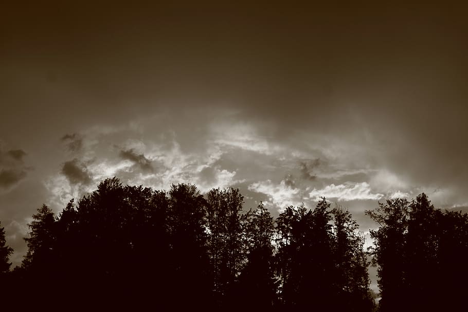forest, threatening, clouds, landscape, sky, nature, natural spectacle HD wallpaper