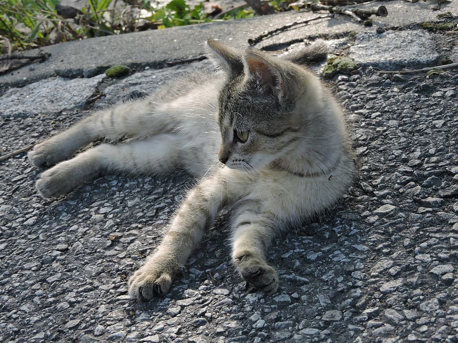 kitty, mammal, cat, small, gray kitten, animal themes, one animal HD wallpaper