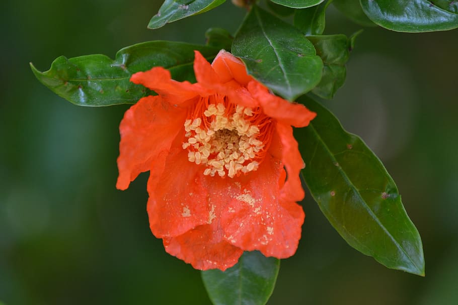 pomegranate, flower, orange, flowering plant, close-up, beauty in nature HD wallpaper
