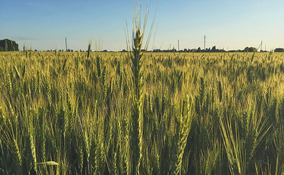 field, wheat, spring, kolos, nature, bread, cereals, growth HD wallpaper