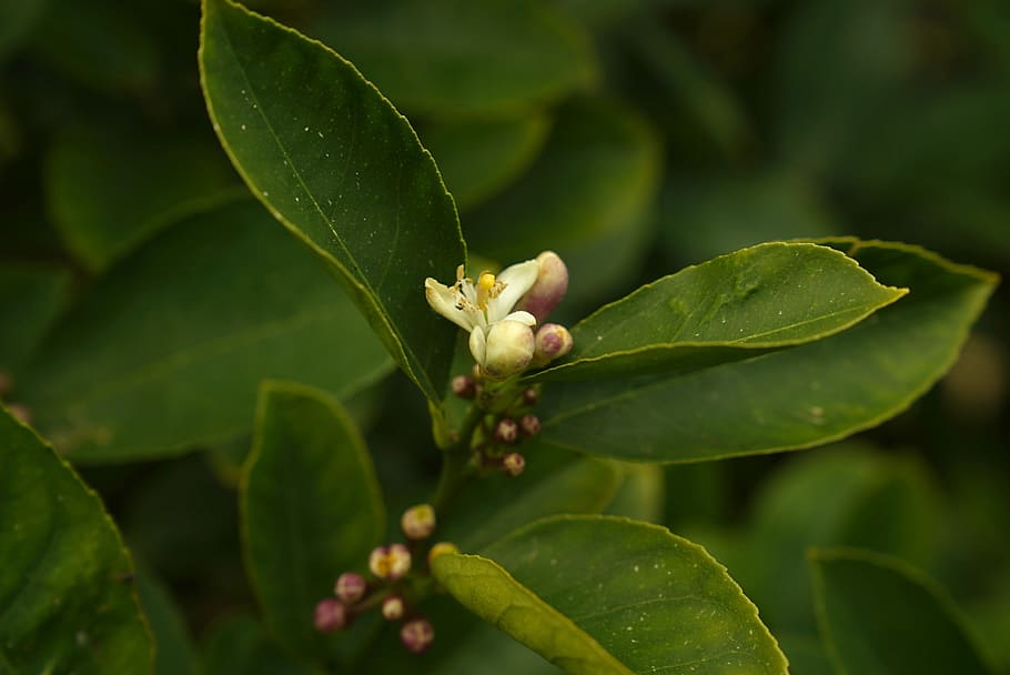 lemon tree flower, budding, fruit, agriculture, summer, natural HD wallpaper