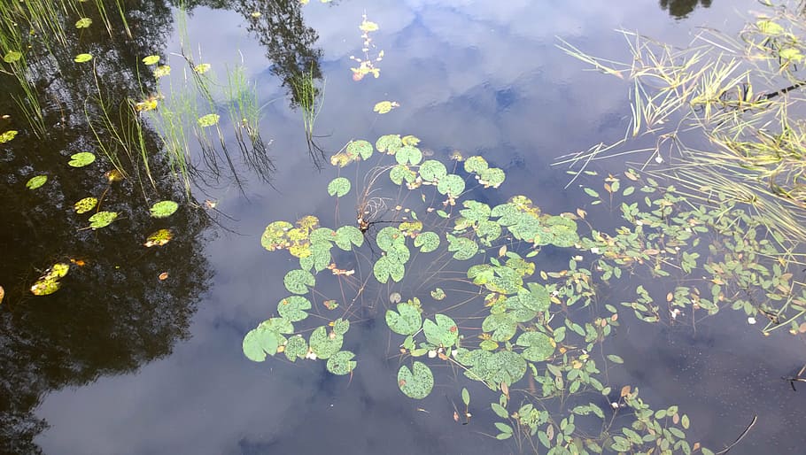 lake, reflection, calm, serene, water, nature, plant, plant part HD wallpaper