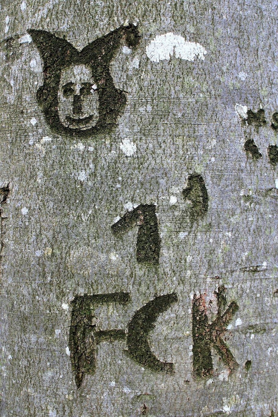tree, carved, name, symbol, engraved, eingeritzter tree, tree bark HD wallpaper
