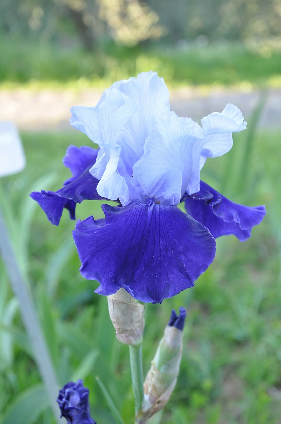 Iris, Blue, Garden, Flower, Spring, spring flowers, petals HD wallpaper