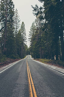 highway road photo, open 2-lane road between tall trees during daytime HD wallpaper