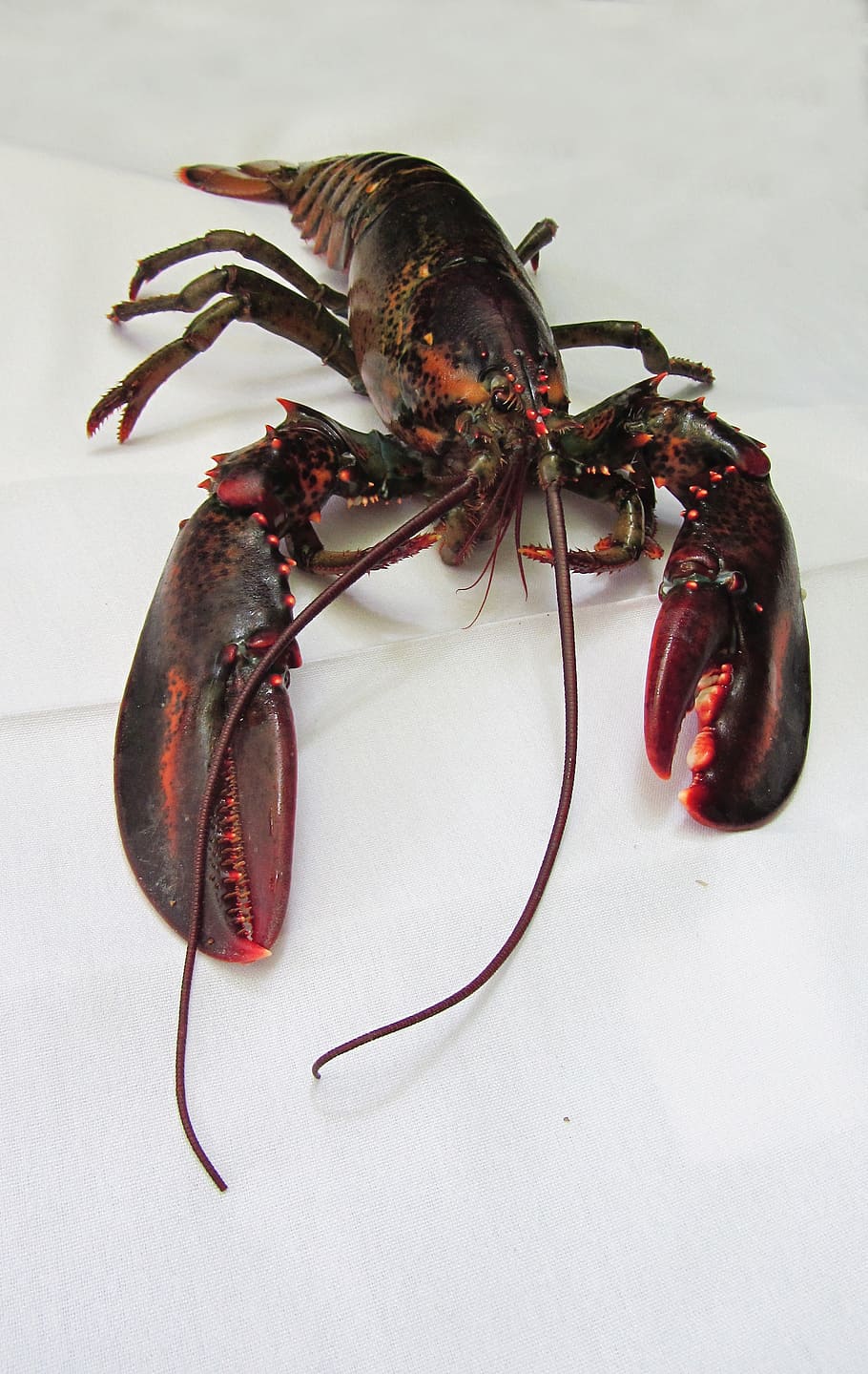 red and black lobster, maine lobster, seafood, gourmet, meal
