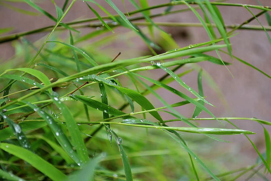 bamboo, tiny bamboo, grass, water drops, leaves, mawanella, HD wallpaper