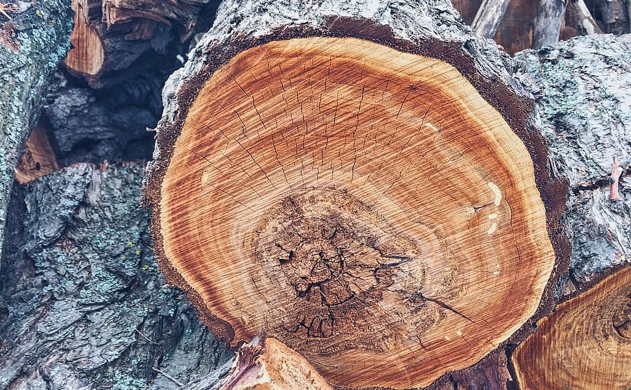 tree, invoice, firewood, tree bark, texture of tree bark, trunk HD wallpaper