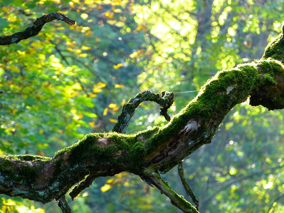 tree during daytime, branch, crooked, bemoost, gnarled, autumn HD wallpaper