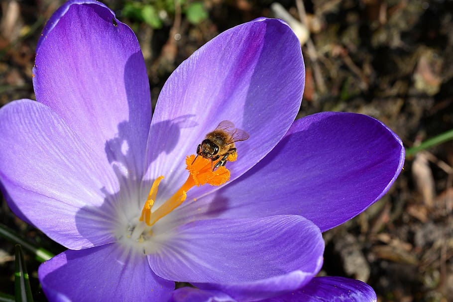 bumble bee perching on purple flower in close-up photography during daytime HD wallpaper