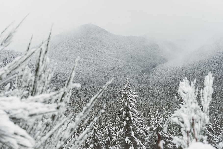 mountain, trees, black and white, snow, cold temperature, winter HD wallpaper