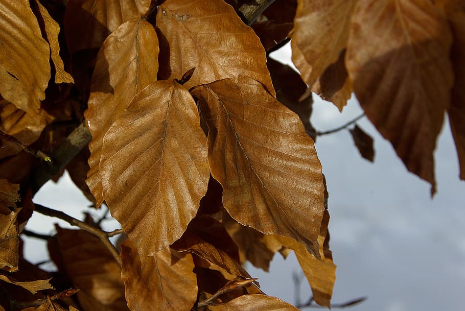 Leaves, Winter, Dead Leaf, Tree, autumn, nature, season, yellow HD wallpaper