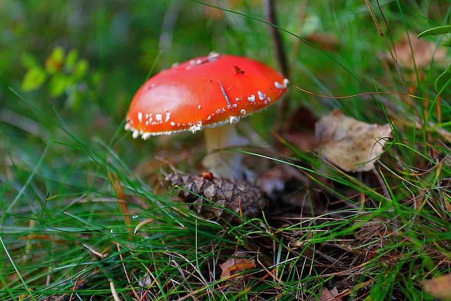 HD wallpaper: mushroom, amanita, forest, beauty, nature, grass, autumn ...