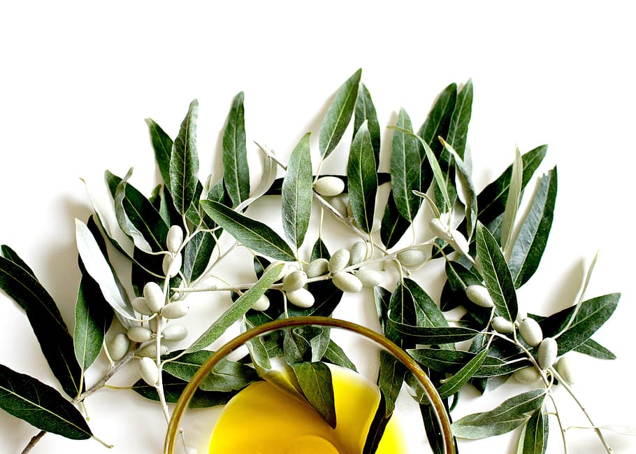 white and green leaf plant wall decor, olive, olive oil, olive leaf, HD wallpaper