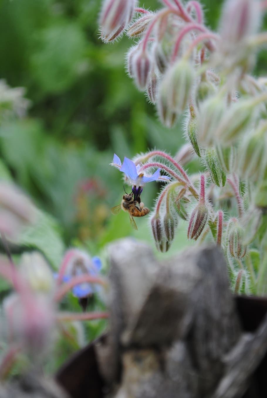 bee, minnesota, flower, farm, honey, nature, summer, wildlife, HD wallpaper