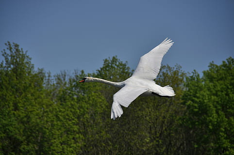 white swan flying near green trees at daytime, flight, spring HD wallpaper