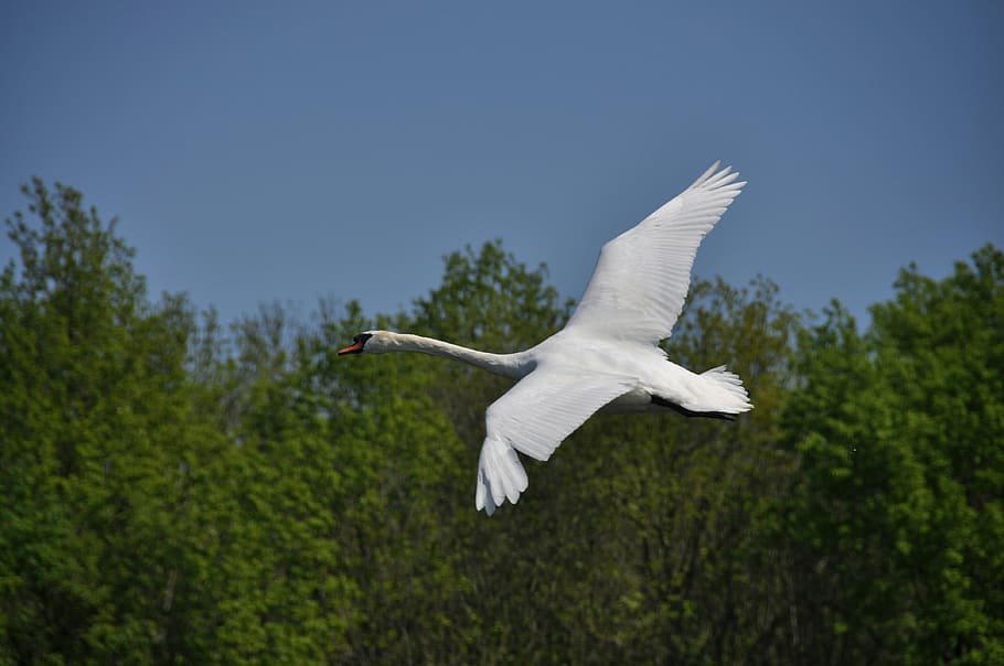 white swan flying near green trees at daytime, flight, spring HD wallpaper