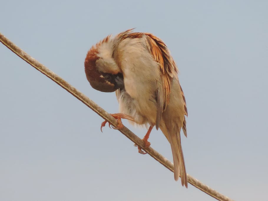 sparrow, bird, light wire, animal themes, one animal, vertebrate HD wallpaper