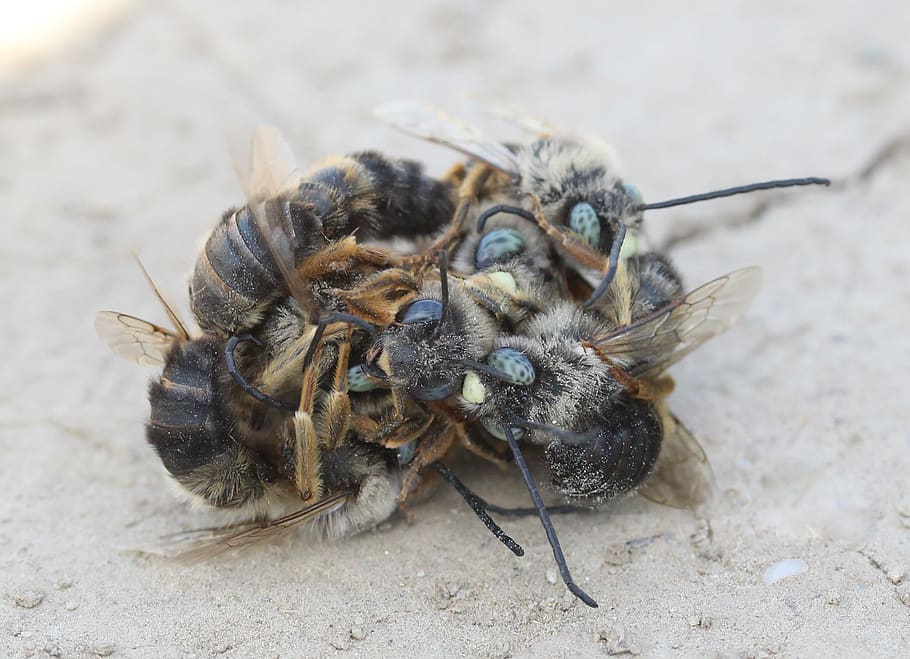 bee, struggle, insecta, flight, to kill, confrontation, animal themes HD wallpaper