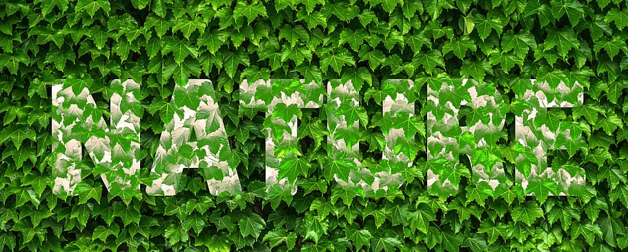 white nature signage on plant, ivy, vine, leaf, green, covered HD wallpaper