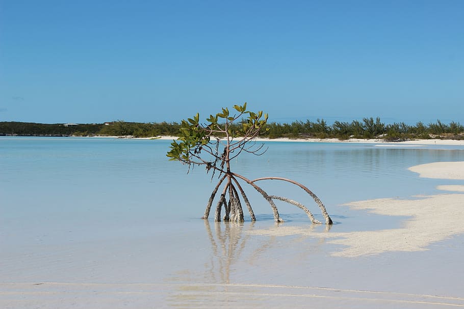 tree, beach, sand, landscape, caribbean, water, sky, plant HD wallpaper