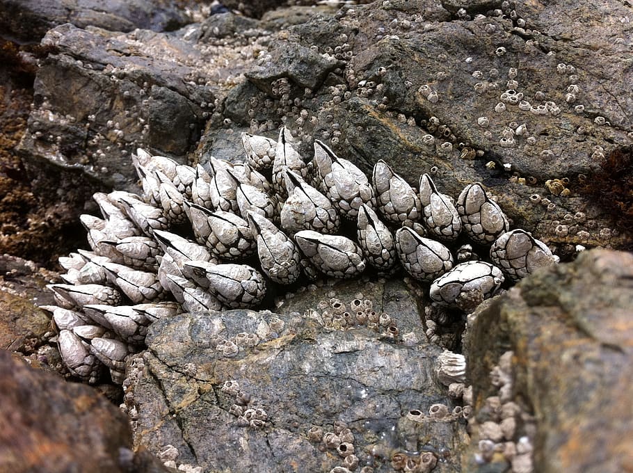 rocks, beach, low tide, ocean, nature, sea, shore, coastal HD wallpaper