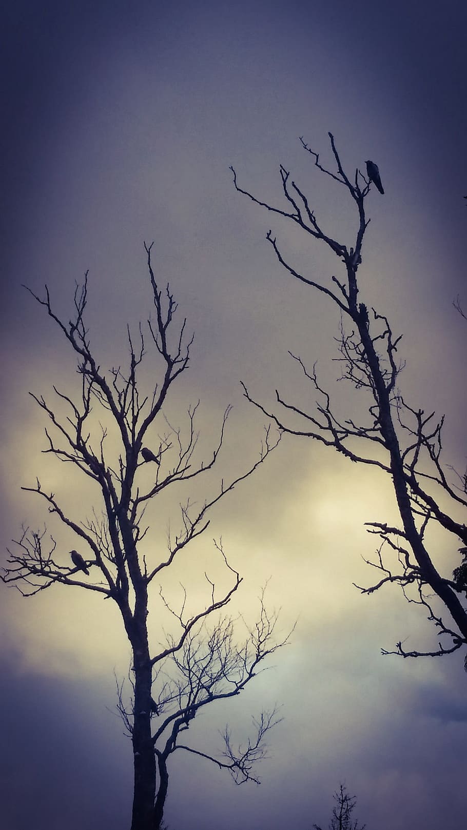 trees, bird, bird's, ghostly, spooky, night, nighttime, clouds HD wallpaper