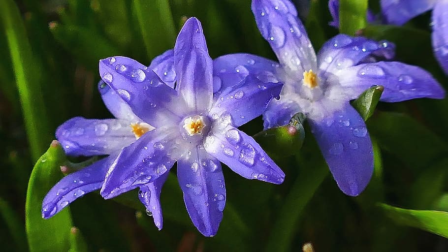 flower, blue, blue asterisk, raindrop, nature, plant, spring HD wallpaper