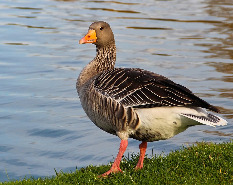 gray duck on grass near body of water, Goose, Animal, Bird, Geese, HD wallpaper