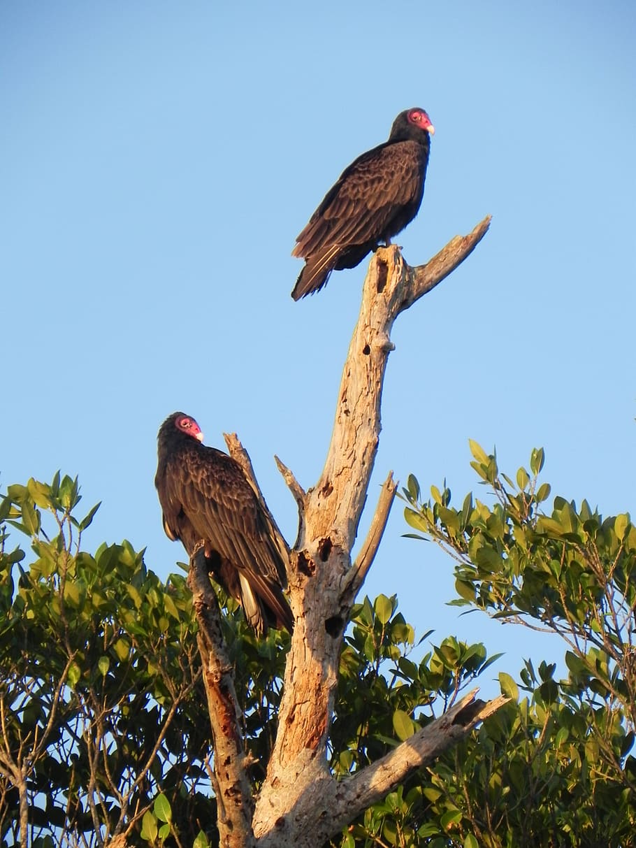 vultures, birds, scavenger, tree, animal themes, animals in the wild