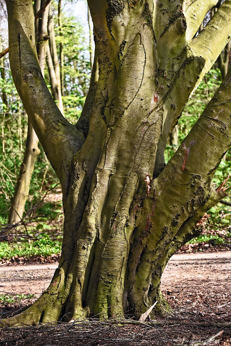 old tree, trunk, branch, forked, ancient tree, forest, tree trunk HD wallpaper