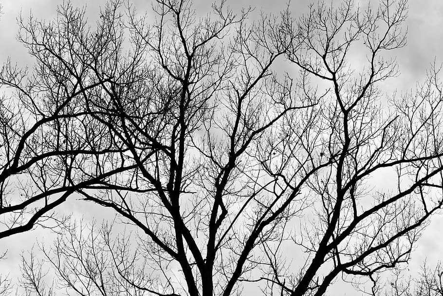 tree, black and white, nature, branches, spring, autumn, season HD wallpaper