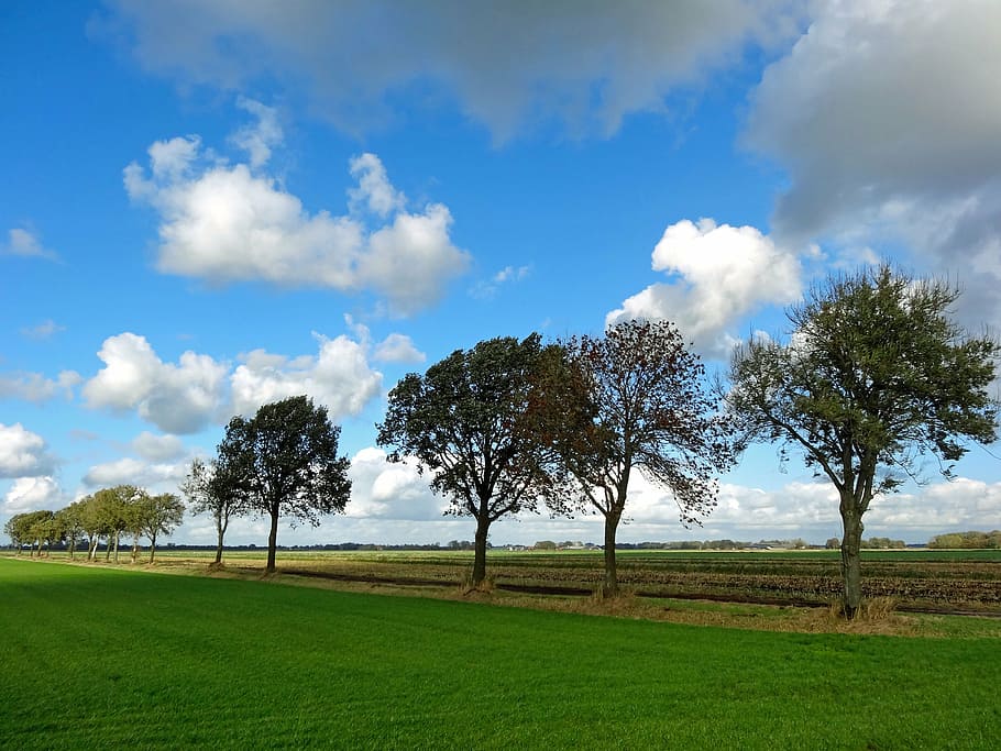 polder, halfweg, landscape, tree, coastal, netherlands, flat HD wallpaper
