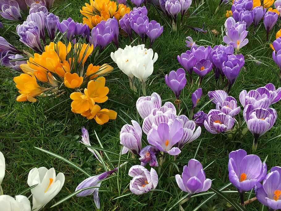 crocus, flower, spring, nature, season, floral, purple, bloom HD wallpaper