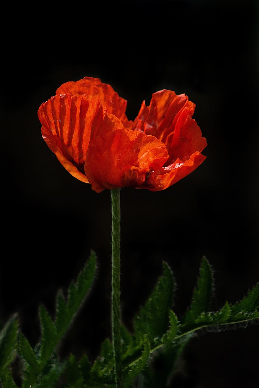 Red Poppy Flower Remembrance Day