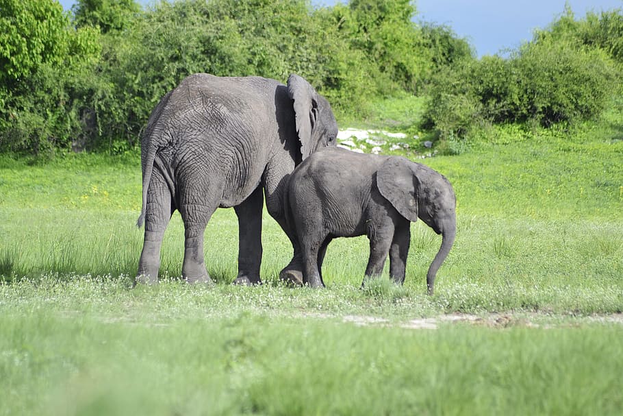 wildlife, elephant, botswana, plant, animal, animal themes HD wallpaper