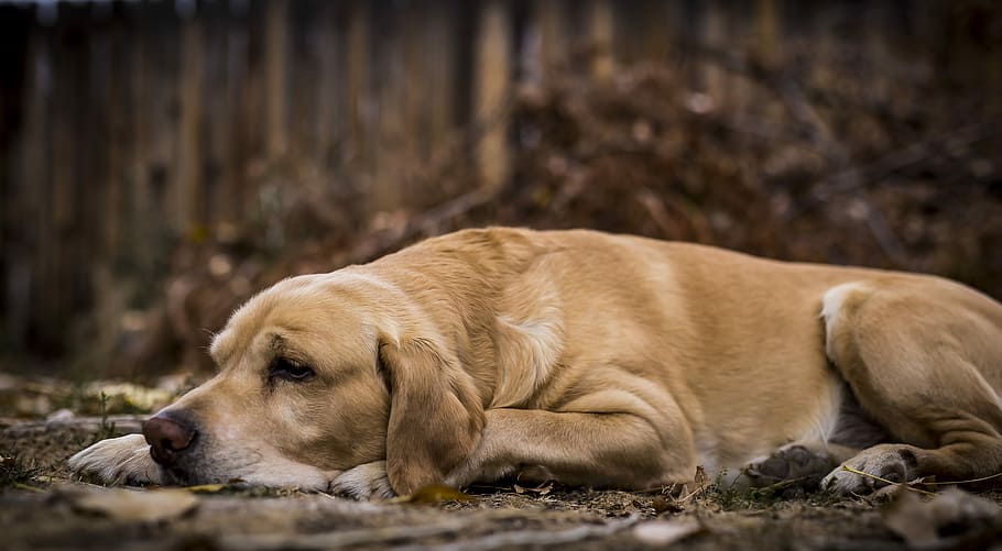 short-coated tan dog lying on soil, don lying on ground, fur