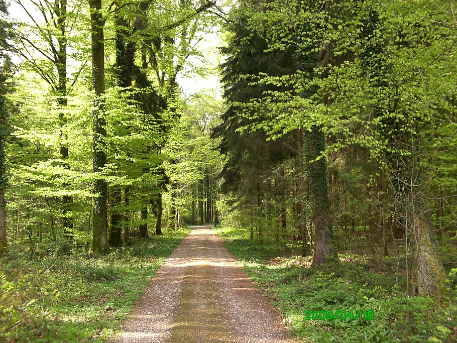 forest, road, green, plant, tree, direction, the way forward HD wallpaper