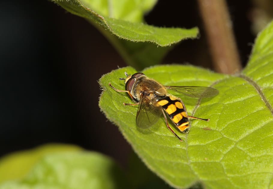 hoverfly, insect, wing, compound, nature, animal, close-up HD wallpaper