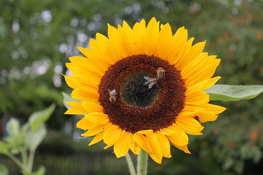 sunflower, bee, flowering plant, yellow, flower head, inflorescence HD wallpaper