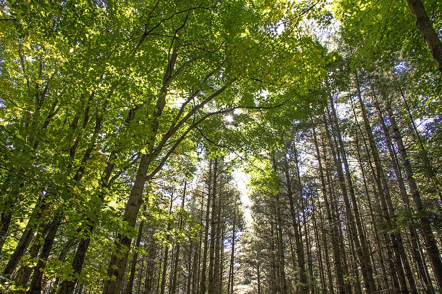 wood, nature, landscape, leaf, tree, plant, forest, woodland HD wallpaper