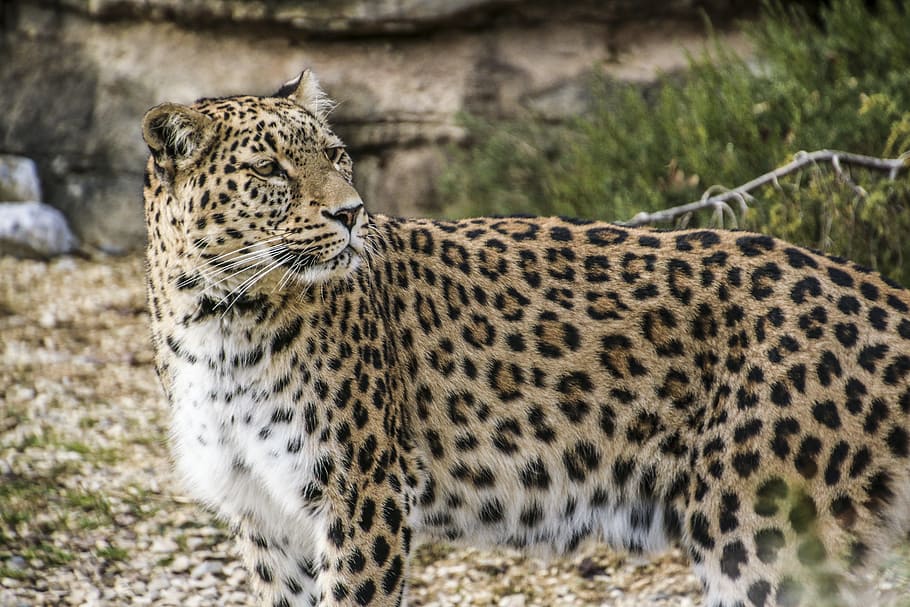 Persian Leopard, Portrait, close, view, face, wallpapper, elegant HD wallpaper