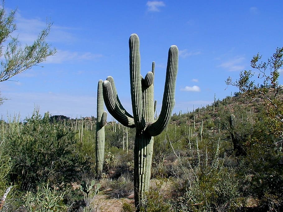 green cactus near grass field during daytime, saguaro, saguaro national park, HD wallpaper