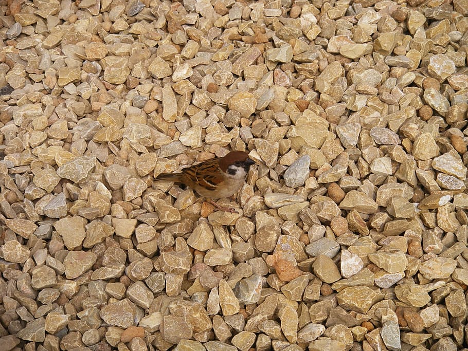 sparrow, bird, stone, animal themes, animal wildlife, animals in the wild HD wallpaper