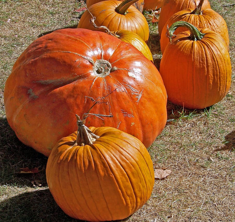 pumpkins, autumn, fall, halloween, grass, lawn, food and drink HD wallpaper