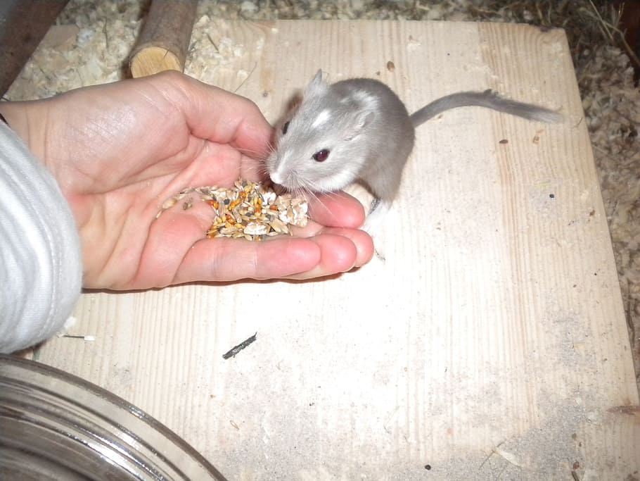 person feeding gray mouse, racing mouse, gerbil, rodent, animal HD wallpaper