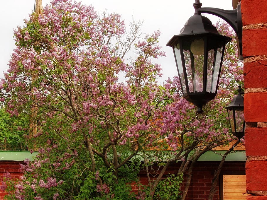 lantern, lilac, spring, wall, plant, bloom, lighting equipment HD wallpaper