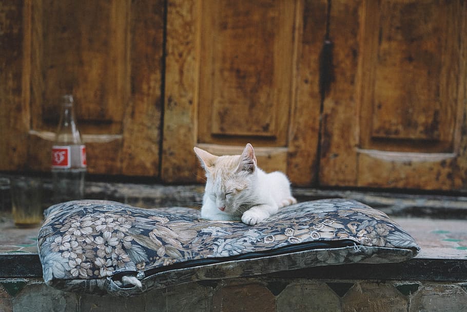 Afternoon Nap, white kitten on blue throw pillow, domestic Cat HD wallpaper