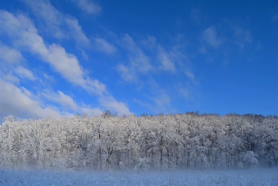 snow, trees, winter, cold, frost, nature, white, season, covered HD wallpaper